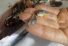 Κρήτη: Άναυδος - Καθάριζε ψάρι και βρήκε… δεκάδες λαγοκέφαλους (pics)