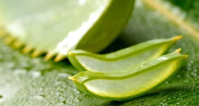 aloe