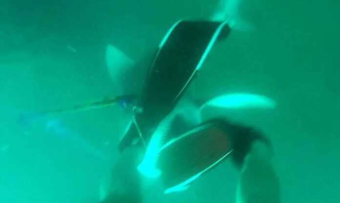 pige-gia-p-1313008-shark.jpg