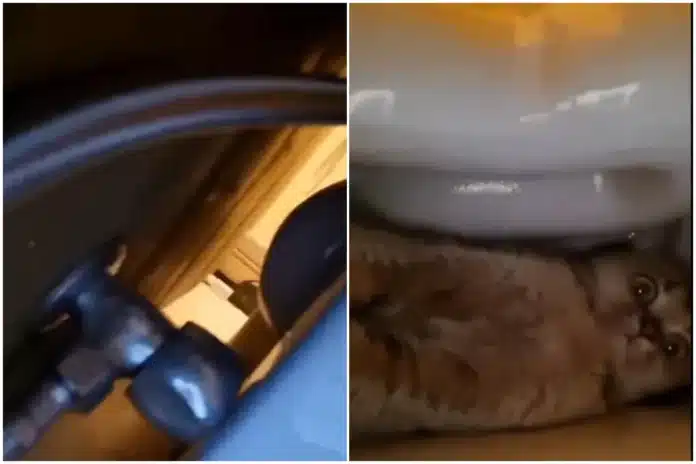 gata