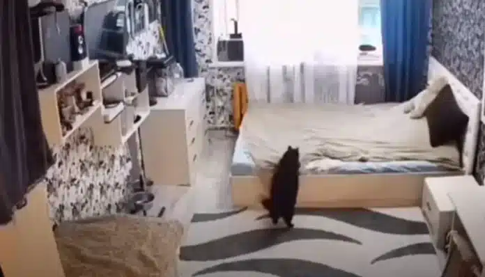 gata