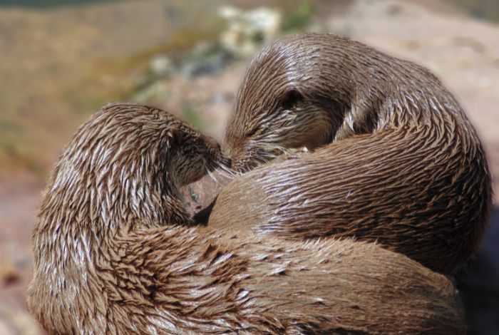 12 συγκινητικές ιστορίες που αποδεικνύουν ότι η πραγματική αγάπη υπάρχει στ' αλήθεια. Με την 9η θα λυγίσετε
