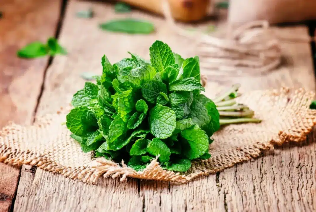 Γιατί οι αρχαίοι Έλληνες έτριβαν δυόσμο στο τραπέζι του φαγητού;