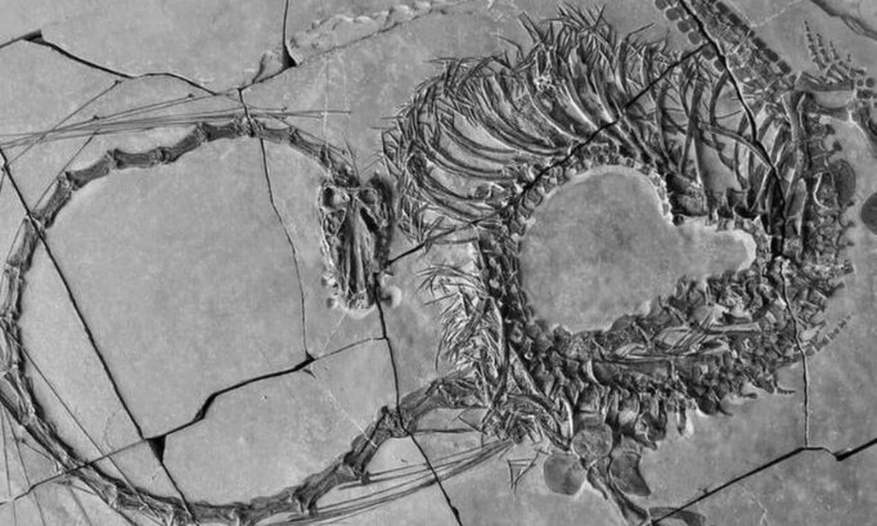 Κίνα: Στο φως «δράκος» 240 εκατομμυρίων ετών – Επιστήμονες ανακάλυψαν νέο, εντυπωσιακό  απολίθωμα - Tromaktiko.gr