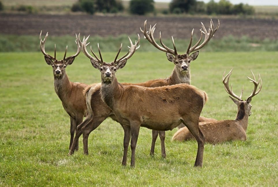 Συναγερμός για τη νόσο των «ζόμπι» ελαφιών: Θα μπορούσε να μεταδοθεί στους ανθρώπους ; Τα συμπτώματα