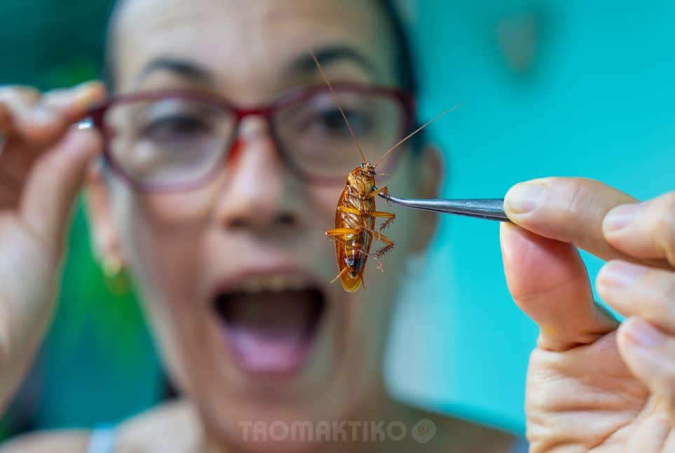 Κατσαρίδες στο σπίτι: Ξεφορτωθείτε τις για πάντα