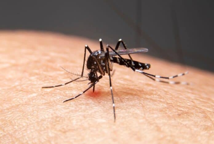 Eύκολα και γρήγορα: Φτιάξε αποτελεσματική παγίδα κουνουπιών