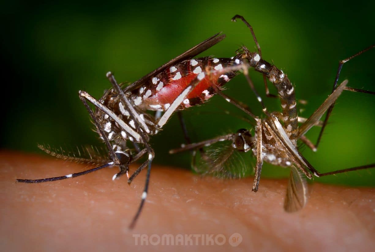 Γιατί τσιμπάνε εμένα τα κουνούπια και όχι τους άλλους;