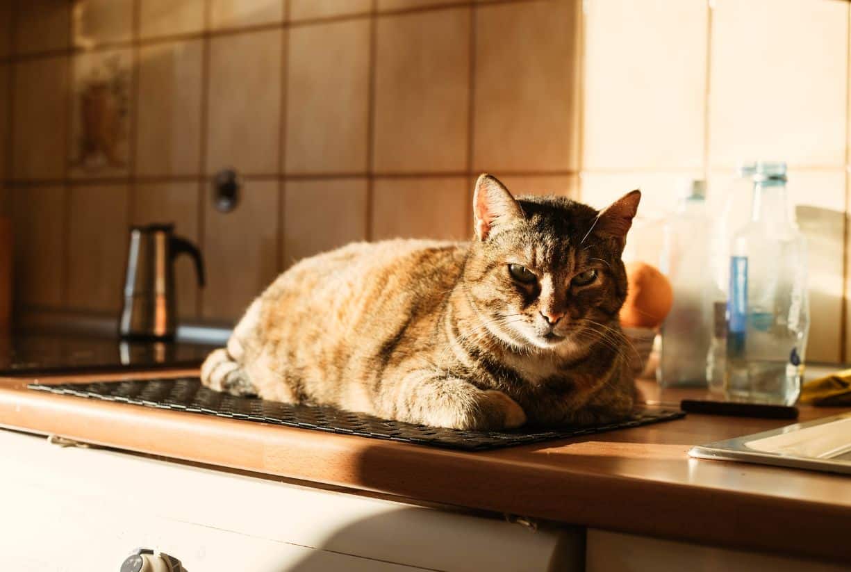 Γάτα στον πάγκο της κουζίνας - Πως να διορθώσεις την συμπεριφορά;