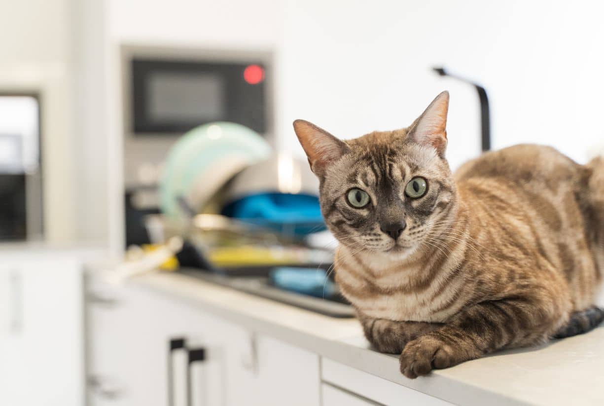 Γάτα στον πάγκο της κουζίνας - Πως να διορθώσεις την συμπεριφορά;