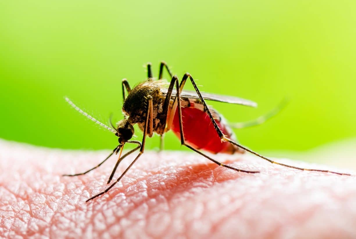 Εισβολή από κουνούπια: Γιατί "ξύπνησαν" τόσο νωρίς;
