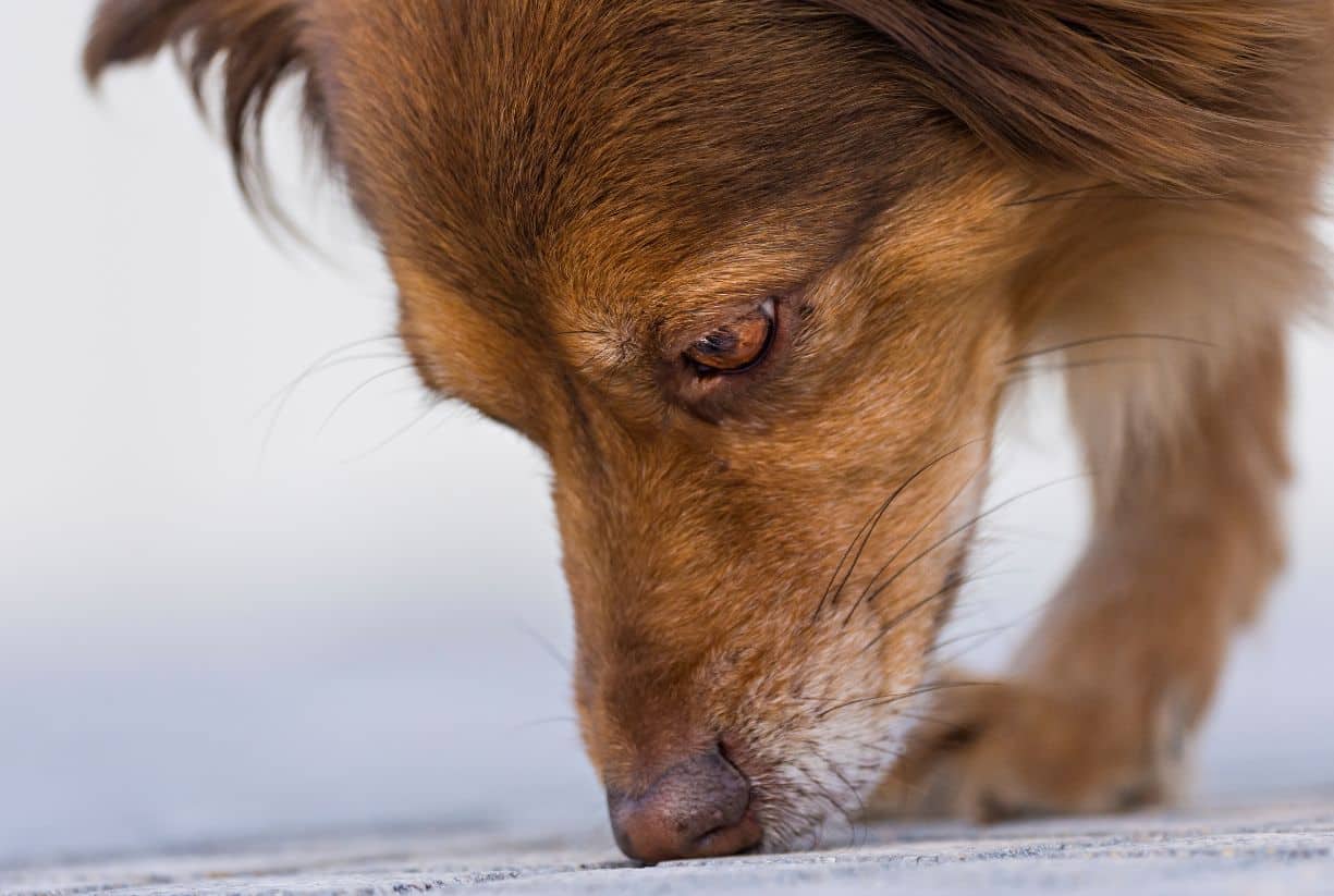 Mύρισαν τον καρκίνο του πνεύμονα: Σκύλοι το έκαναν με ακρίβεια 97%