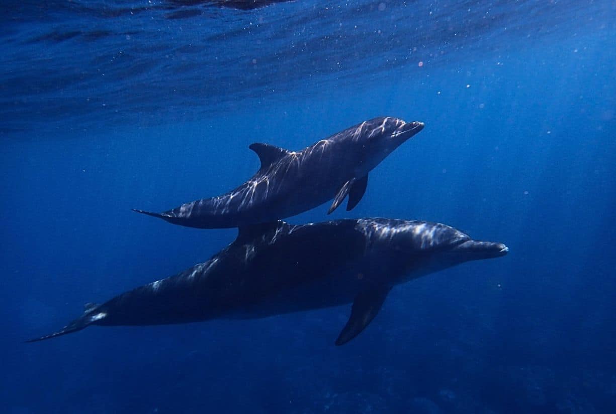 Τα θηλυκά δελφίνια τραγουδούν στα μωρά τους όταν βρίσκονται στην κοιλιά τους