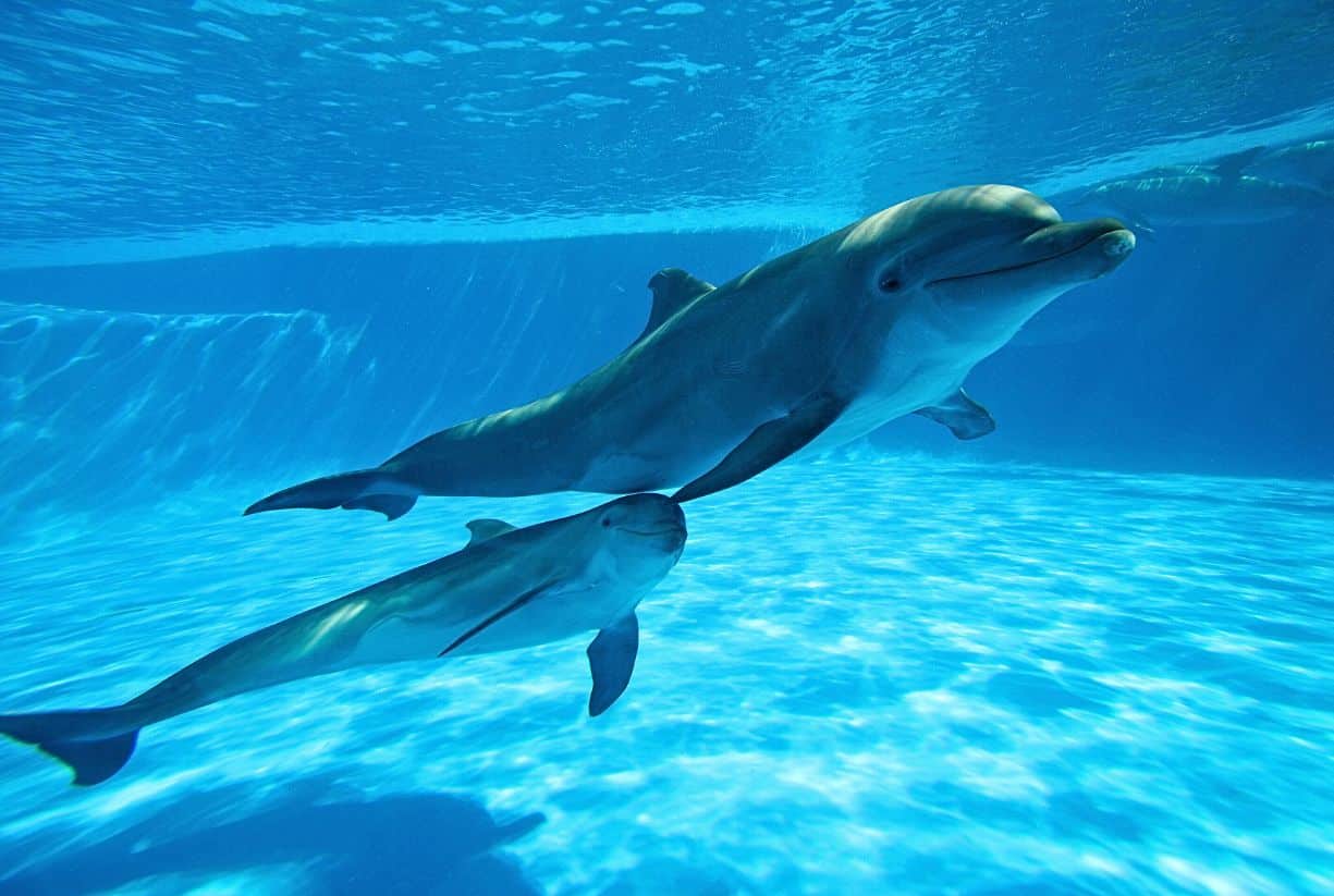 Τα θηλυκά δελφίνια τραγουδούν στα μωρά τους όταν βρίσκονται στην κοιλιά τους
