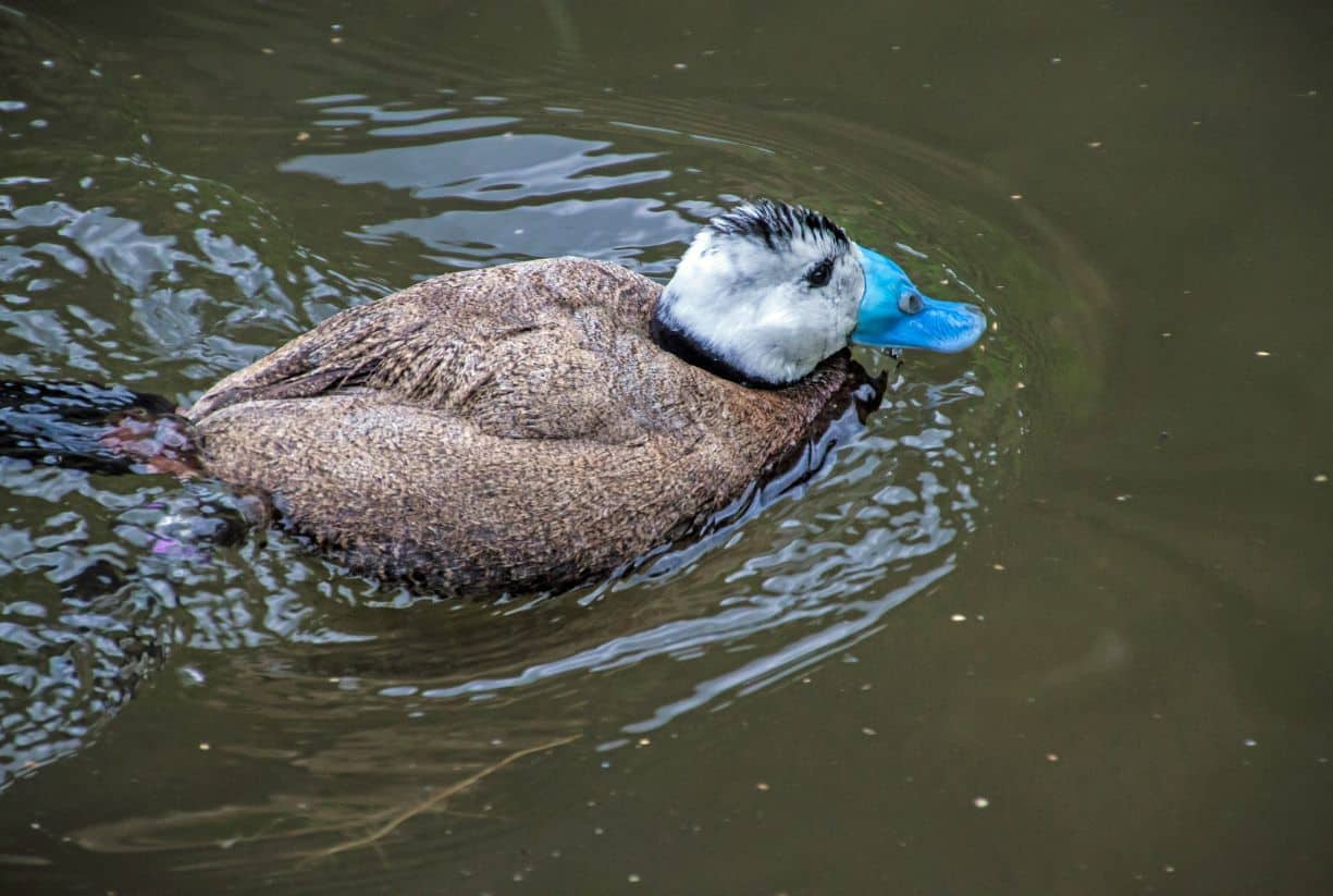 Τι είναι το κεφαλούδι;