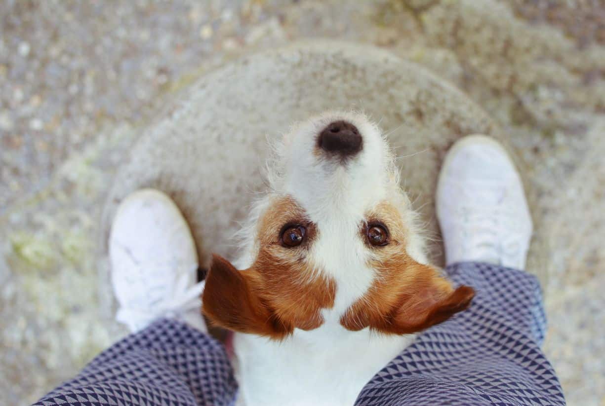 Μήπως ο σκύλος σου έρχεται και κάθεται στα πόδια σου; Δες τι σημαίνει