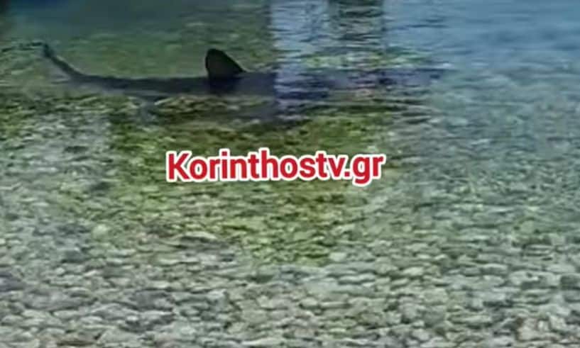 Κόρινθος: Καρχαρίας εμφανίστηκε στα Λουτρά Ωραίας Ελένης