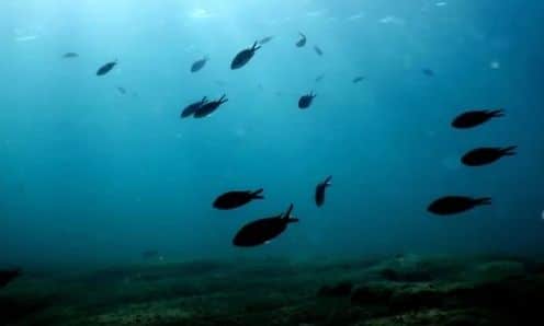 Μυστήριο με την έντονη μυρωδιά στα νότια προάστια – Το σενάριο που οδηγεί στη… θάλασσα