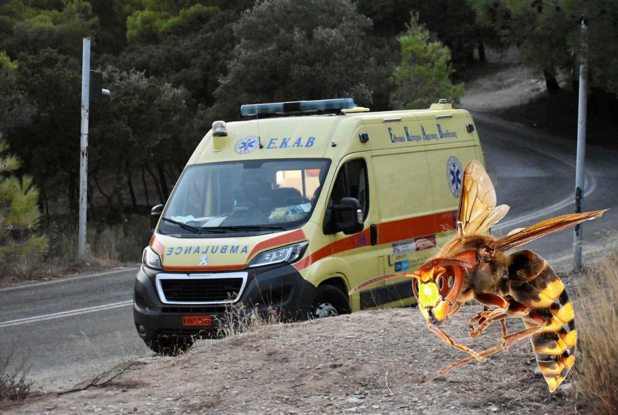 Τραγωδία στην Εύβοια: Νεκρή 21χρονη από τσίμπημα σφήκας